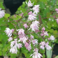 Thalictrum kiusianum